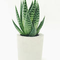 Aloe Plant in Concrete Pot