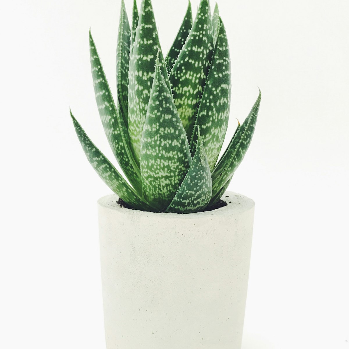Aloe Plant in Concrete Pot